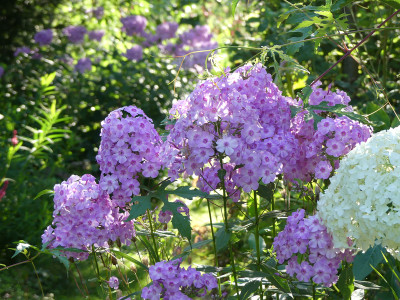2021-07-30 Phlox 'Henki' 1.jpg