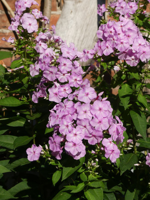 2021-07-30 Phlox 'Molodost' 1.jpg