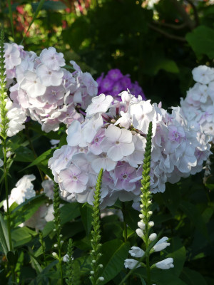 2021-07-30 Phlox 'Monica Lynden-Bell' 1.jpg