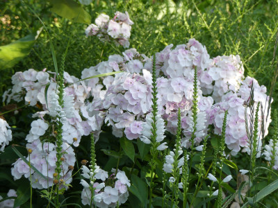 2021-07-30 Phlox 'Monica Lynden-Bell' 2.jpg