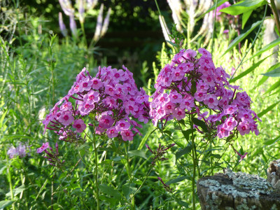 2021-07-30 Phlox 'Morfar Albert' 1.jpg