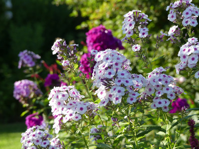 2021-07-30 Phlox 'Zauberspiel' 1.jpg