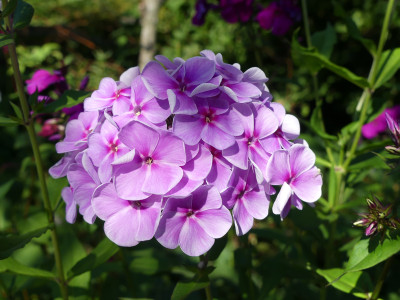 2021-07-30 Phlox 2.jpg