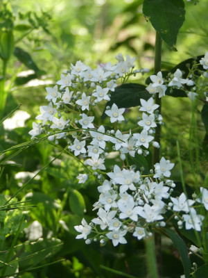 2021-07-15 Deutzia setchuenensis var. corymbiflora 1.jpg