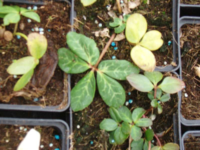 Helleborus-niger-ue.jpg