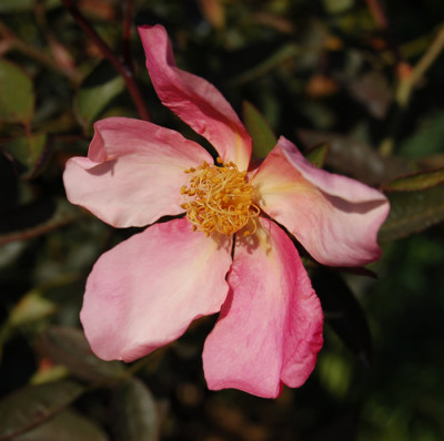 Mutabilis_00120__S1_18237.jpg