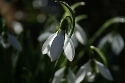 C1254_Schneeglockchen_im_Gegenlicht.jpg