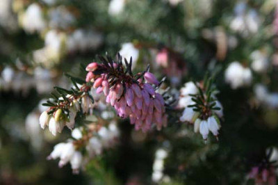 C1261_Schneeheide_Blute.jpg