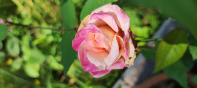 IMG_20210731_112635.jpg