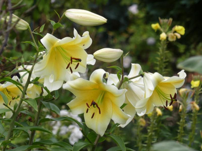 2021_0731Juliletzter0010.JPG