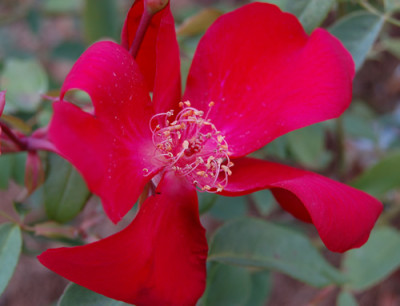 Sanguinea_00120__S1_18717.jpg