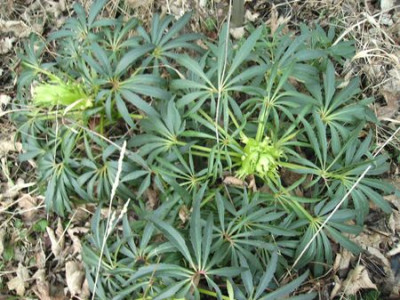 wilde_Helleborus.jpg