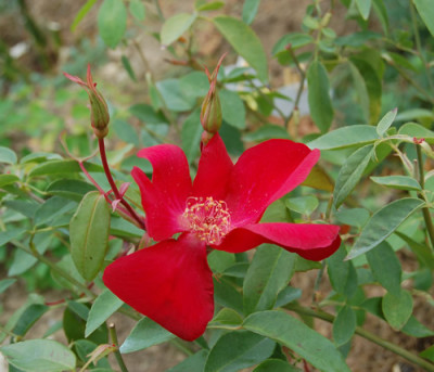 Sanguinea_001230__S1_18609.jpg