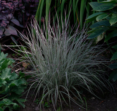 DSC_2600_DxO.jpg