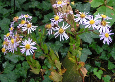 Aster_Aslan011004.jpg