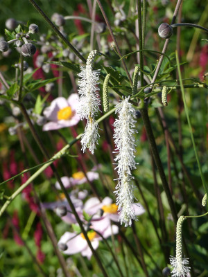 2021-07-30 Gartenimpressionen 1.jpg
