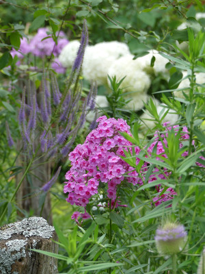 2021-07-31 Gartenimpressionen 1.jpg