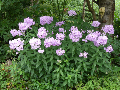 2021-07-31 Phlox 'Henki' 3.jpg
