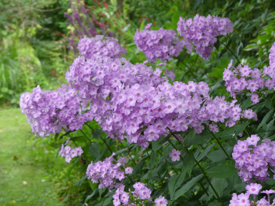 2021-07-31 Phlox 'Henki' 1.jpg