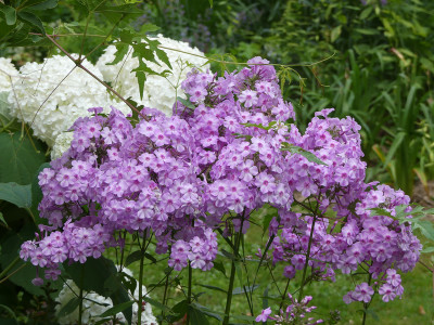 2021-07-31 Phlox 'Henki' 2.jpg