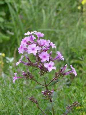 2021-07-31 Phlox 1.jpg