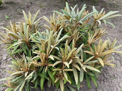 Rhododendron makinoi Juli 2021.jpg