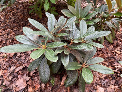 Rhododendron (bureavii x yakushimanum) x kesangiae Juli 2021.jpg