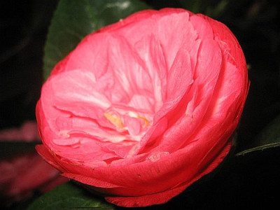 C._jap._Beaute_de_Nantes_82131.jpg