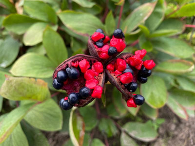 Paeonia mlokosewitschii Samen Juli 2021.jpg