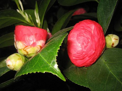 C._jap._Beaute_de_Nantes_82151.jpg