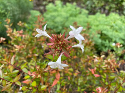 Abelia grandiflora Compacta Juli 2021.jpg