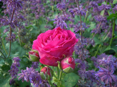 DSCN1036.JPG