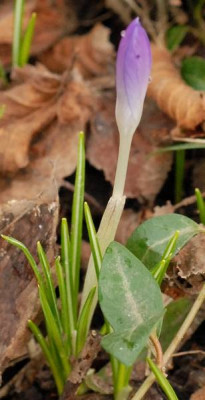 Crocus_tommasinianus1_Knospe-447-klein.jpg