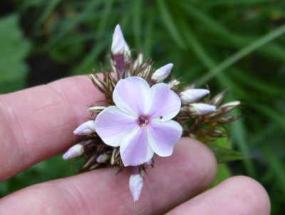 2015-07-21 Phlox 'All in One'.jpg