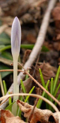 Crocus_tommasinianus_Knospe_blass-507-klein.jpg