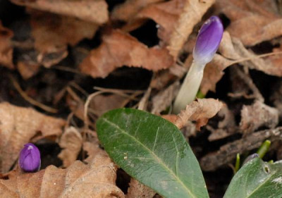 Crocus_tommasinianus3_Knospe-453-klein.jpg
