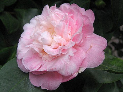 C._jap._Prince_Albert_82012.jpg