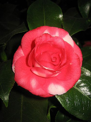 C._jap._Imbricata_Rubra_81951.jpg