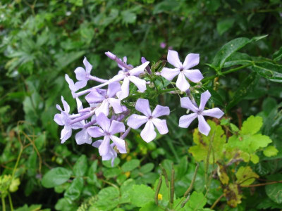 Lila Wildform 10.JPG