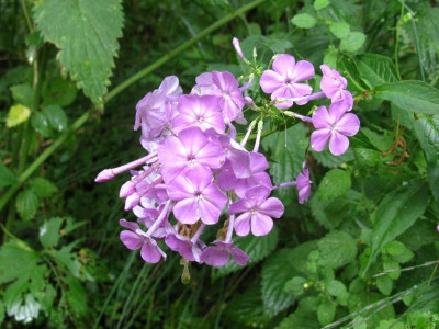 P amplifolia Wildform.JPG