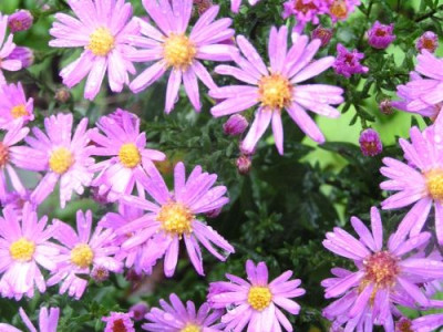 Aster_lila10.jpg