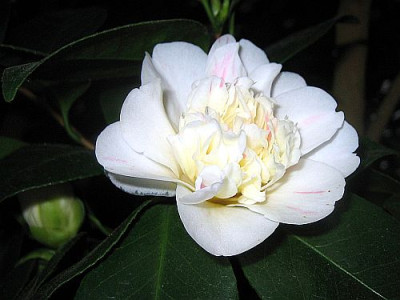 C._jap._Maria_Morran_82121.jpg