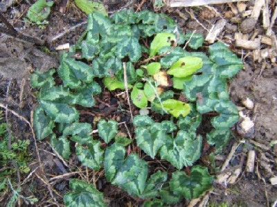 Cyclamen_herbstbluhend.JPG