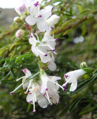 Satureja_sp.jpg