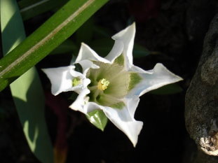 Gentiana-aucalisalba_-Enzian-.JPG