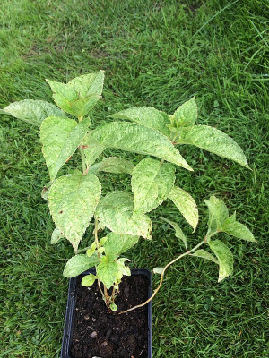 2021-08-01 Stecki Hydrangea serrata 'Kujusan'.jpg