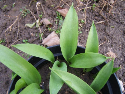 DSCF9629.JPG