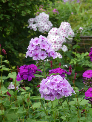 2021-08-01 Phlox 1.jpg