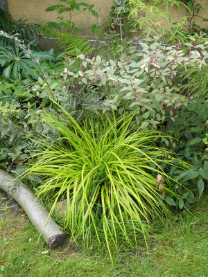 2021-08-01 Carex 'Everillo'.jpg