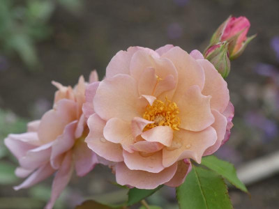 2021_0801August0134.JPG